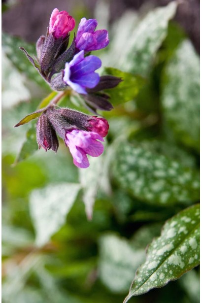 Pulmonaria saccharata ‘Variegata’